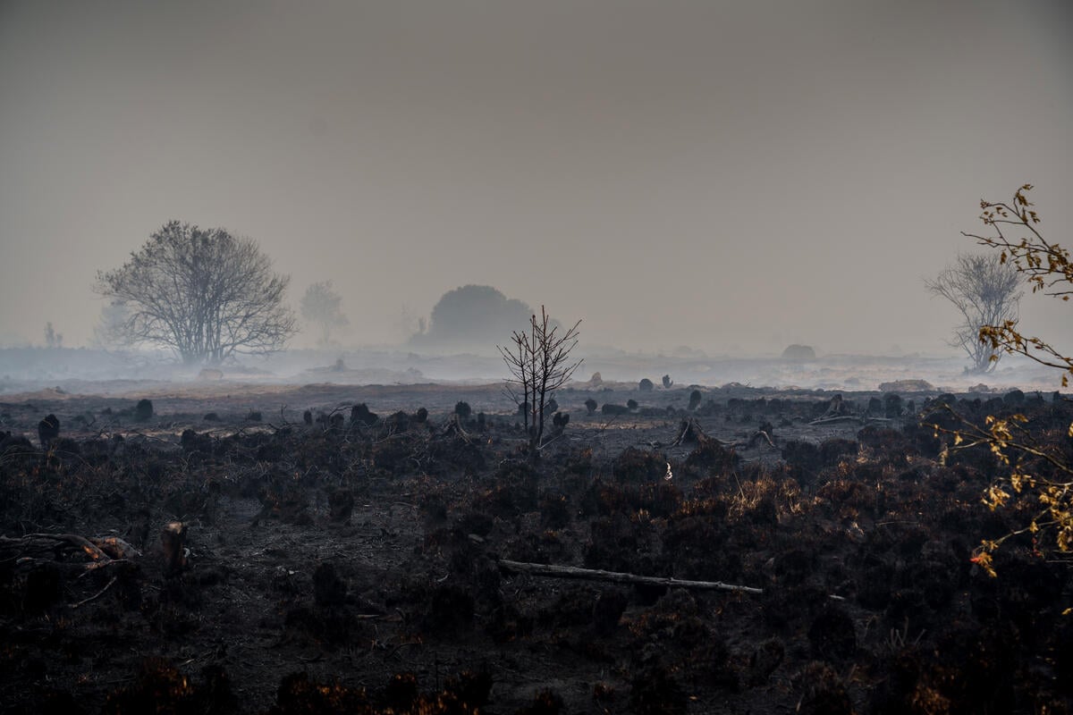 Feux de forêt : un joyau perdu dans les Hautes Fagnes