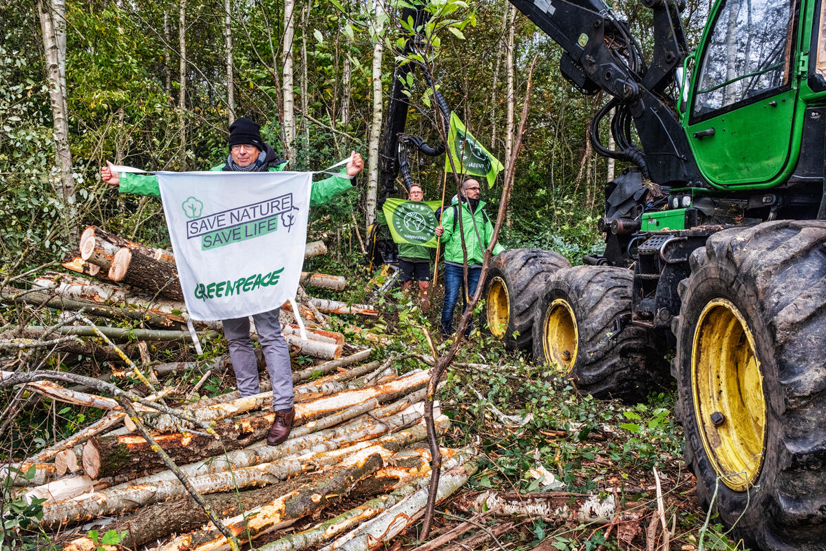 Protest against Cutting of Urban Forest in Kolmenveld in Belgium Greenpeace Belgium activists are blocking the cutting of the urban forest Kolmenveld in Tessenderlo, Limburg. The 5.5-hectare patch of urban nature is under threat due to a real estate project.