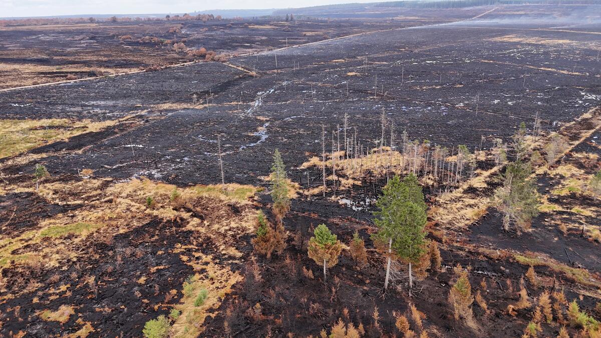 Aftermath of Fires in High Fens, Belgium A massive fire broke out on Friday 14 August 2026 in the High Fens nature reserve (East of Belgium). Fueled by the dry vegetation, this peatland fire ravaged more than 3,000 hectares of nature.