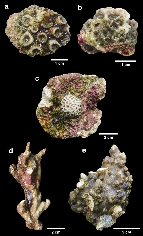 Alguns tipos de corais encontrados na região 