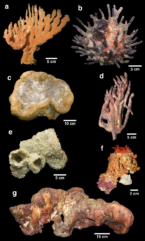 Pequena amostra da variedade de esponjas coletadas pelos cientistas