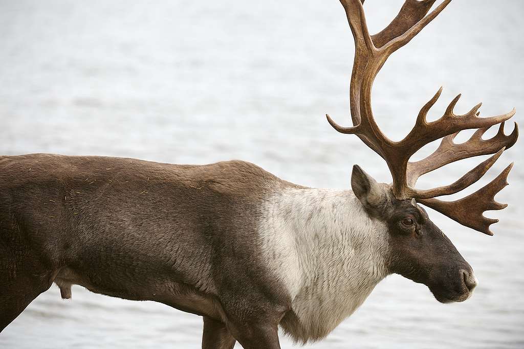 O Woodland Caribou, ou Rena das Montanhas.