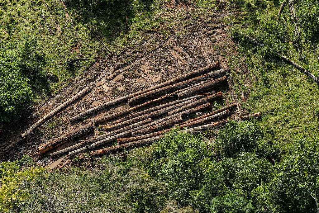 Vista aérea de extração ilegal de madeira.