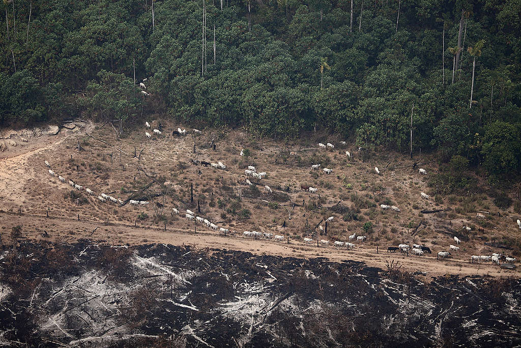 Vista aérea de região queimada ilegalmente na Amazônia.