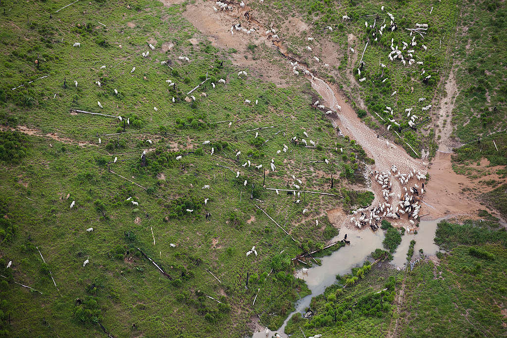 Vista aérea da criação de gado na Amazônia.