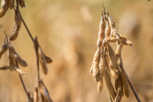 Amapá: no olho do furacão do agronegócio e da especulação fundiária