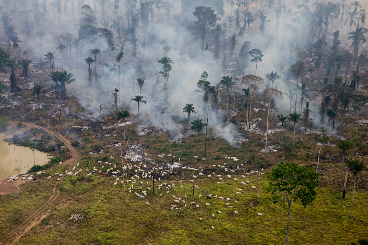 Floresta pegando fogo na Amazônia
