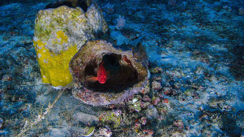 Peixe piraúna se esconde dentro de uma esponja-do-mar.