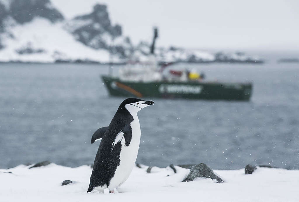Pinguim-de-barbicha fotografado pela equipe do Arctic Sunrise na Antártida