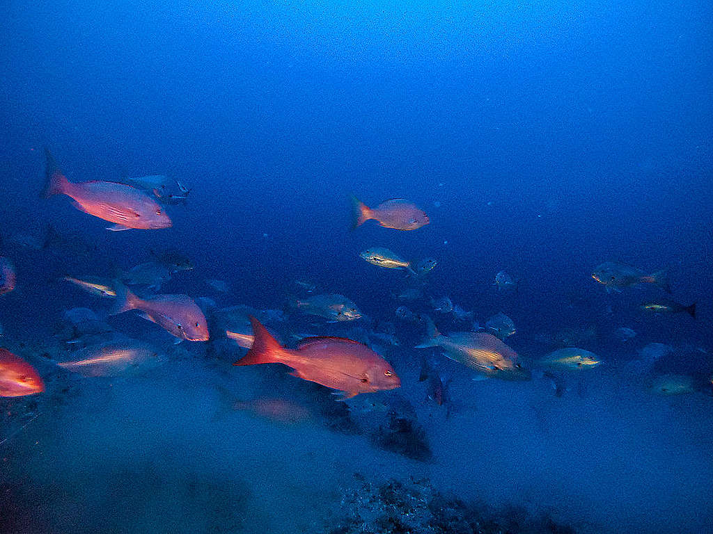 Na Guiana Francesa, peixes nadam na região onde estão recifes similares aos dos Corais da Amazônia