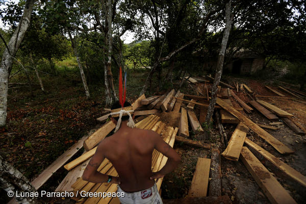 observa a madeira preparada para ser retirada ilegalmente de sua terra ancestral