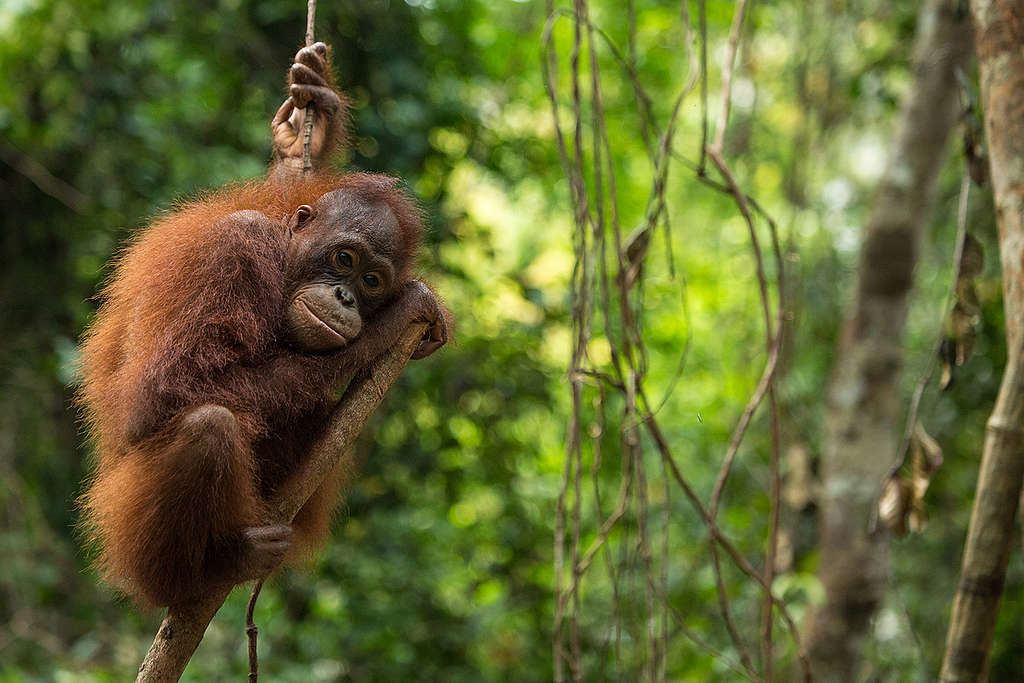 Orangotango abraçado em árvore na floresta da Indonésia.