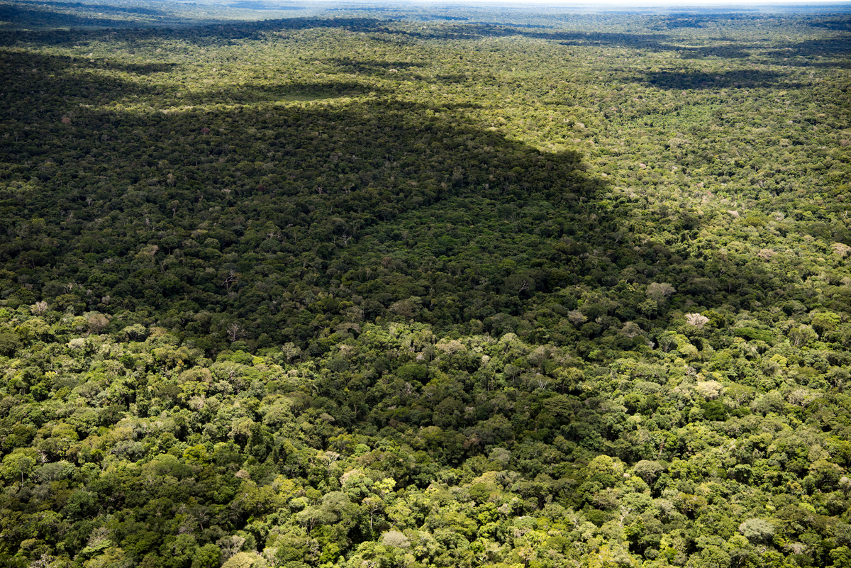 Floresta completamente preservada dentro da área a ser reduzida na Floresta Nacional do Aripuanã.