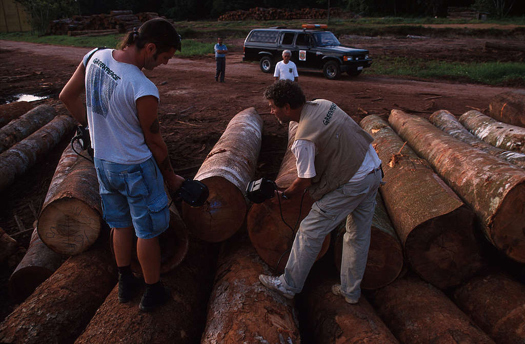 Ativistas do Greenpeace marcam madeira extraída ilegalmente.