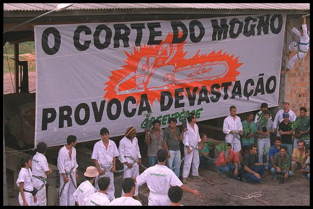 Ação contra a exploração de mogno em Rio Maria, no Pará.