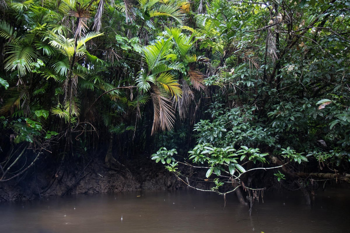 Mangue na Guiana Francesa