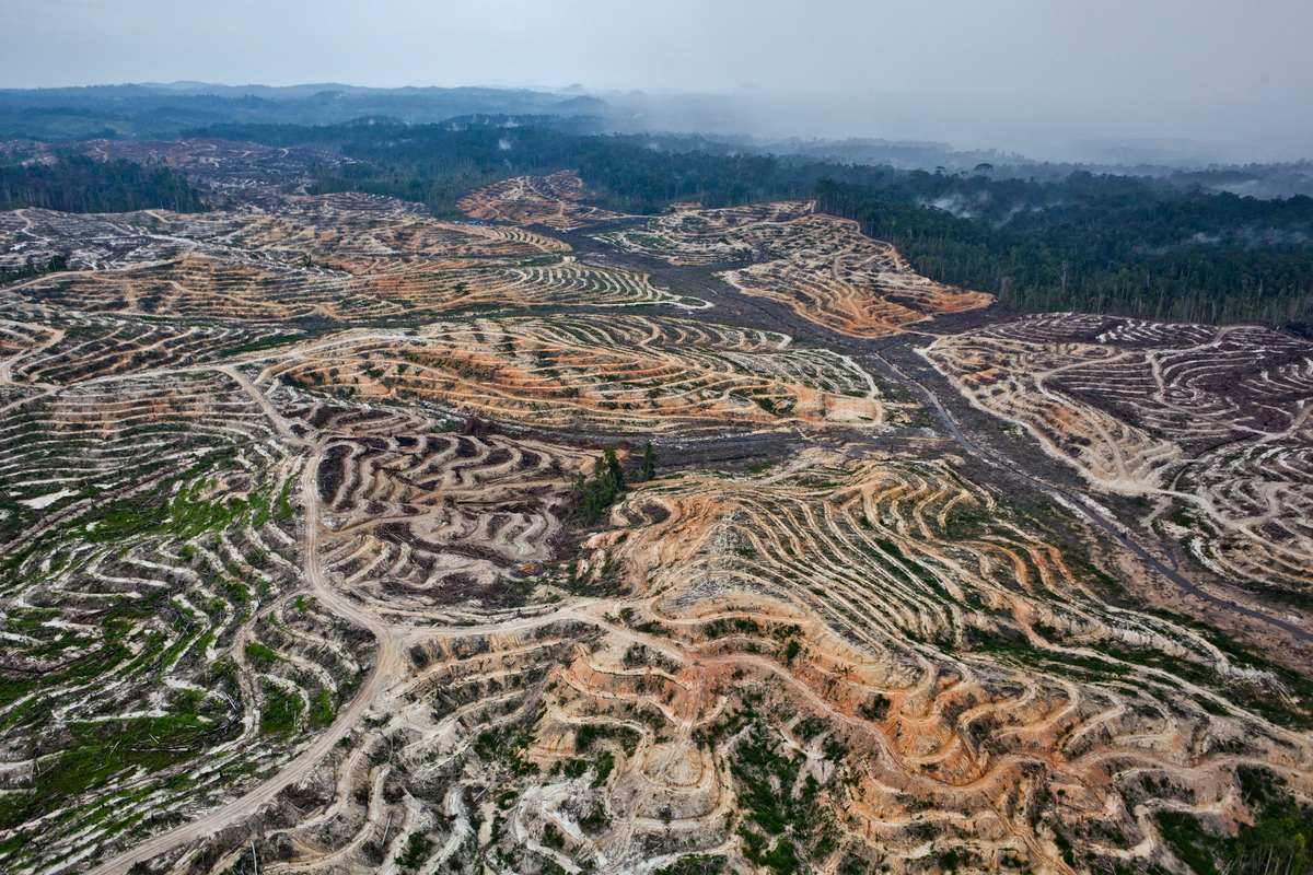 Floresta na Indonésia completamente desmatada para plantação de óleo de palma.