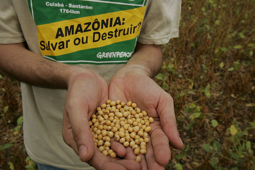 Grãos de soja na mão de ativista do Greenpeace.