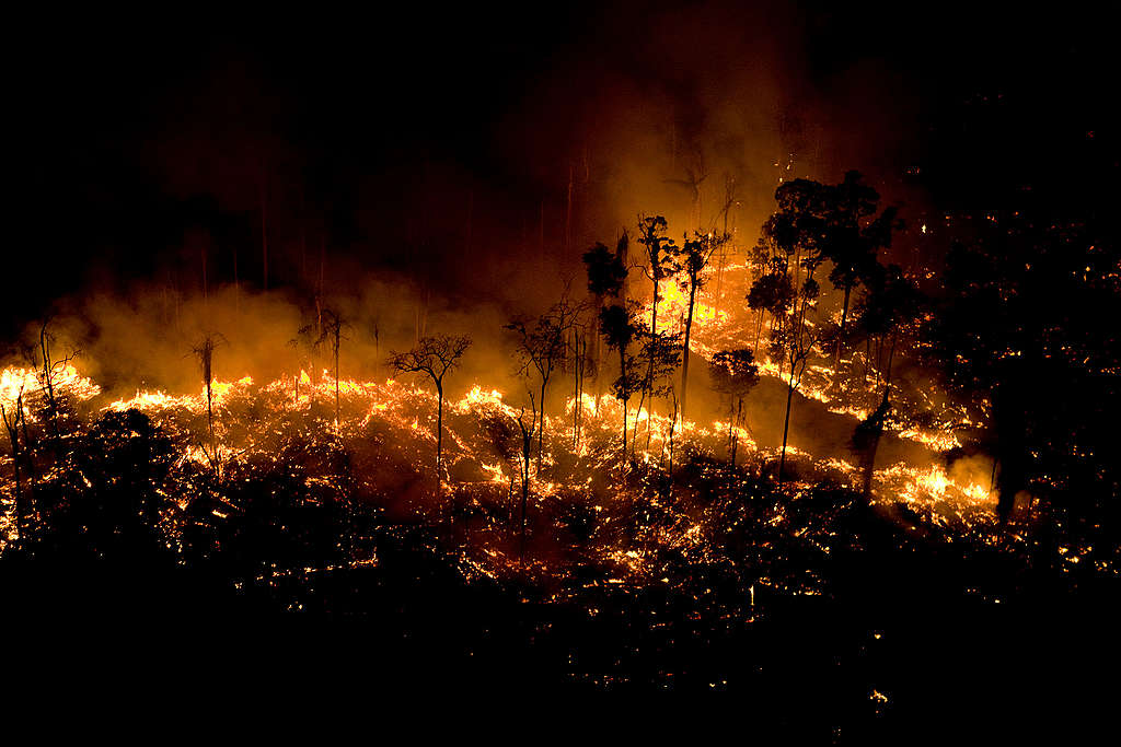 Apagar O Fogo Com Um Balde De água. Incêndios Florestais No Verão