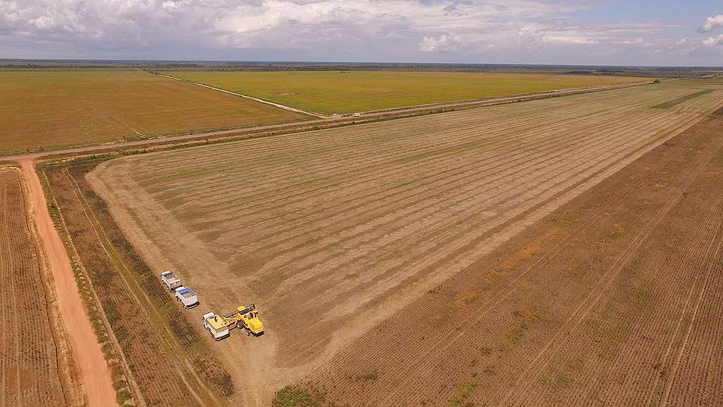 Plantação de soja no Cerrado do Amapá