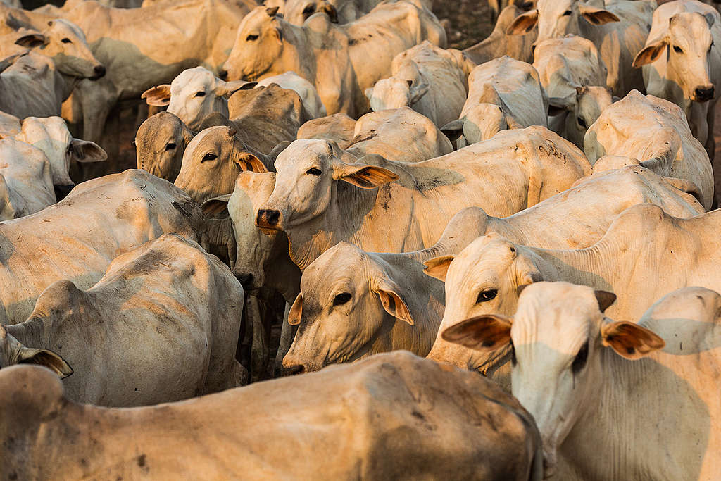 Gado é tocado por boiadeiros de volta à sede de fazenda.