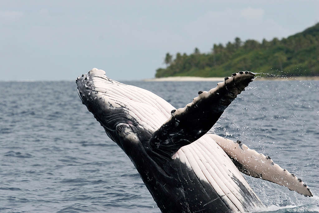 Salto da baleia jubarte © Scott Portelli