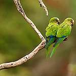 Papagaios na floresta em Mato Grosso do Sul.