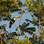 Tucano na floresta em Mato Grosso.