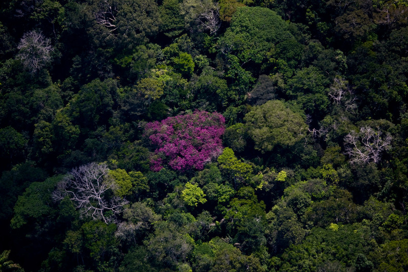 A Floresta Amazônica detém a maior biodiversidade do planeta e precisa ser protegida