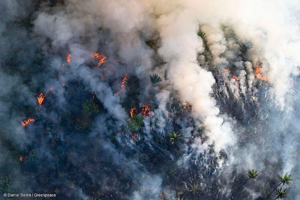 Fumaça sendo emitida pela floresta em chamas