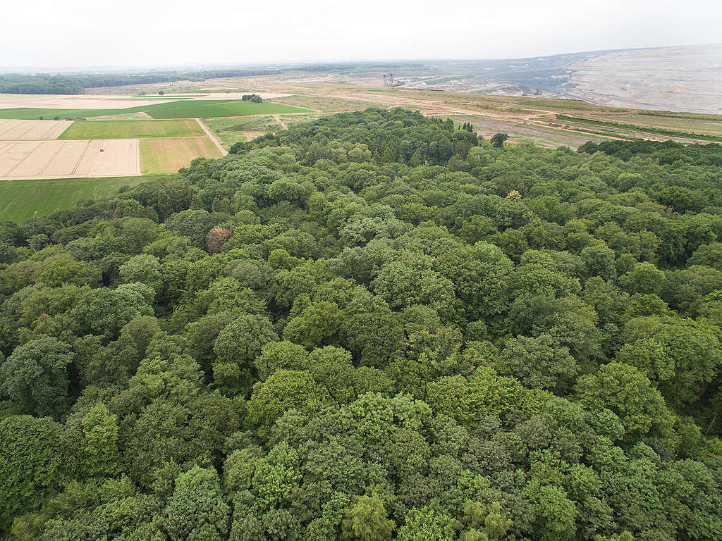 Imagem aérea da floresta de Hambach, em 2017. 