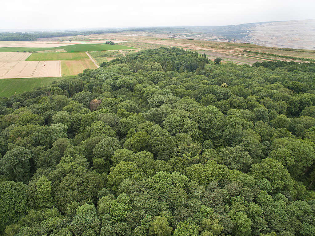 Imagem aérea da floresta de Hambach, em 2017.