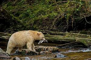Urso na beira do lago com um peixe na boca