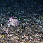 recife de corais e esponja-do-mar avistado no fundo do mar