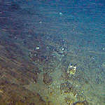 banco de rodolitos visto no fundo do mar