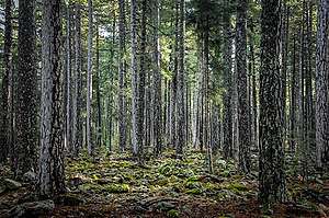 floresta