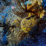 Esponjas-do-mar e corais