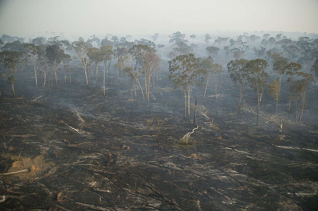 Área queimada de desmatada da floresta amazônica, no Pará © Daniel Beltrá