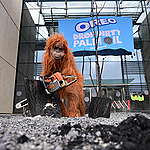 Orangotando em uma floresta queimada criada na sede da Oreo. © Chris J Ratcliffe