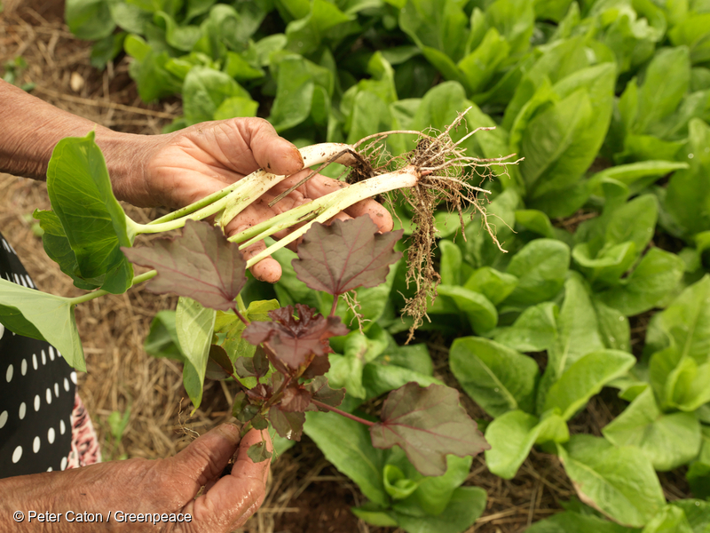 Produção agroecológica