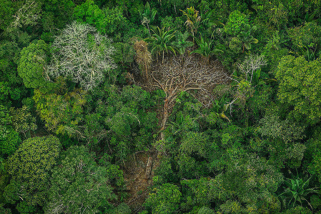 Povo Karipuna luta há décadas pela defesa da Amazônia