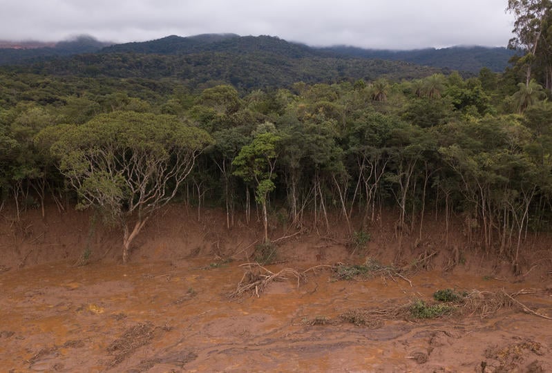 A lama tóxica da Vale inundou com quase 13 milhões de m³ o distrito de Córrego do Feijão, em Brumadinho, matando a vegetação próxima