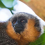 Espécie de macaco recém-descoberta já corre risco de extinção