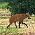 Lobo-guará (Chrysocyon brachyurus), mamífero do Cerrado ameaçado de extinção