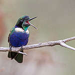 Beija-flor-de-gravata-verde (Augastes scutatus), espécie presente na Serra do Espinhaço