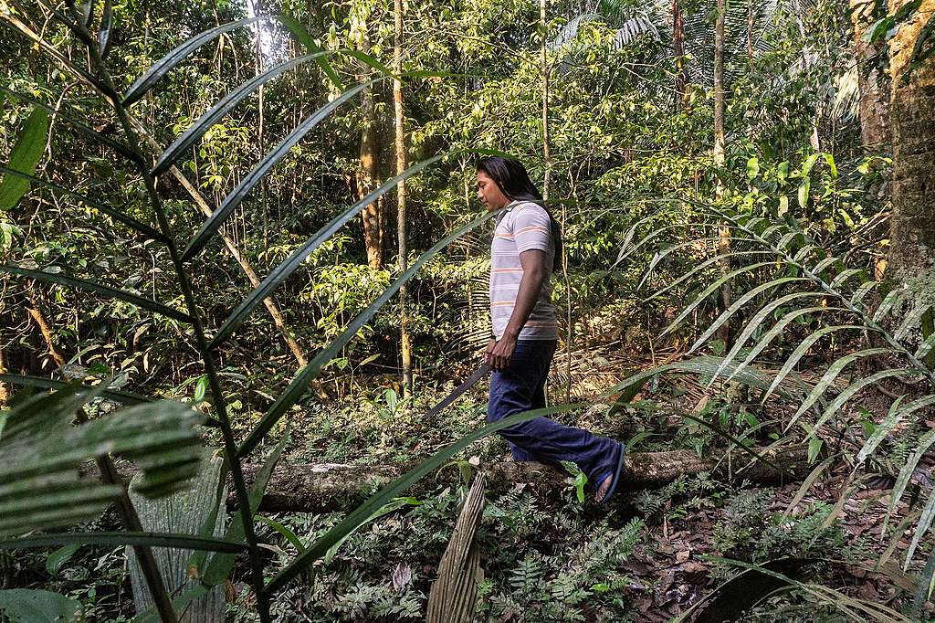 Povos indígenas protegem as florestas