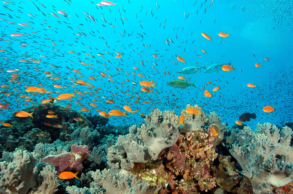 Samadai Reef - Red Sea Coastal Development in Egypt - 2006. © Greenpeace / Marco Care