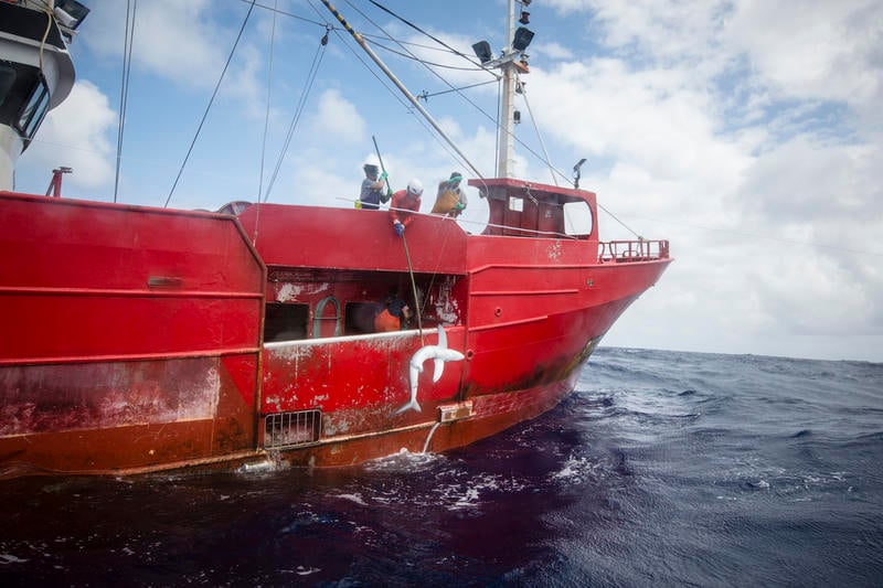 Navio de pesca tira tubarão do mar