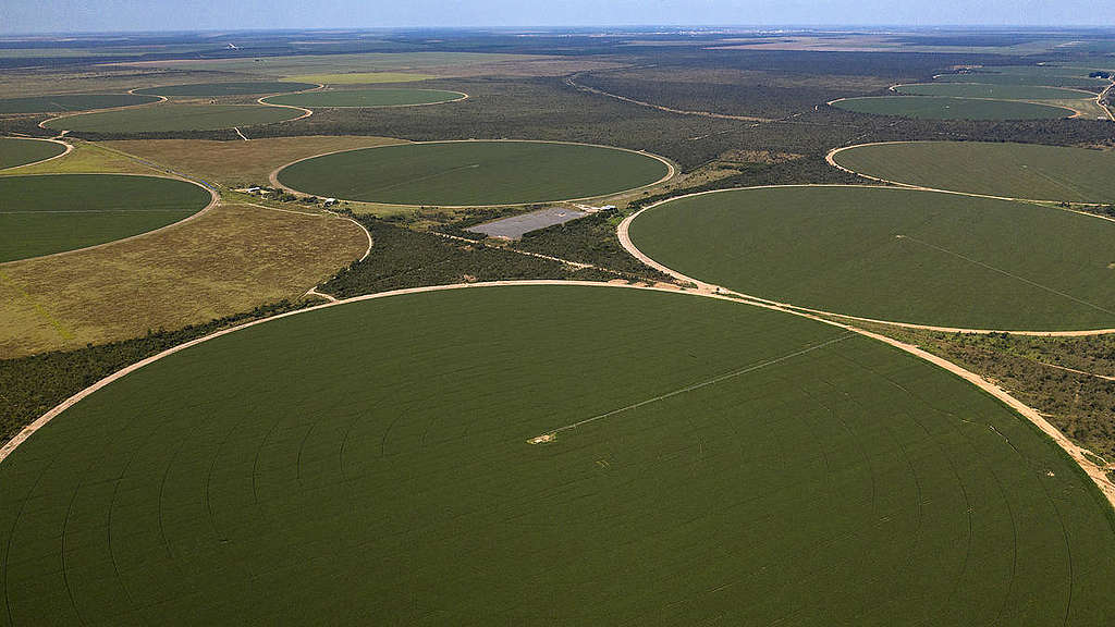Soya Production in the Cerrado Region, Brazil. © Marizilda Cruppe / Greenpeace