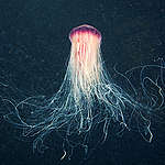 Água-viva-cabeluda, uma das espécies encontradas nas áreas mais profundas dos oceanos.